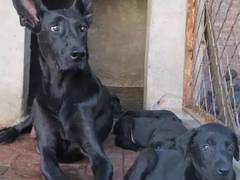 信达猎犬专业养殖基地
