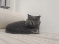 钟灵猫舍
