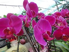 海南尚谷植颜园林景观有限公司