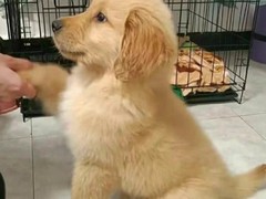 广东退伍兵犬舍