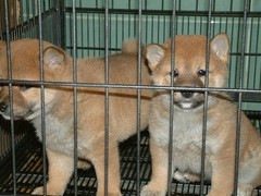广东真顺犬业
