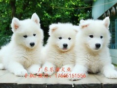 广东退伍兵犬舍