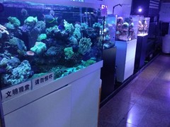 郑州观赏鱼批发销售