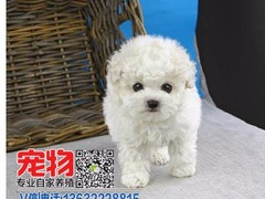 广东宠物养殖