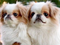 台州波兰德斯布比野犬