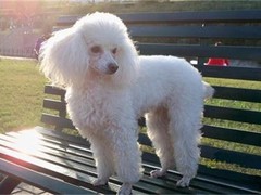 呼和浩特波尔多犬