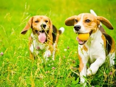 长春卷毛比雄犬