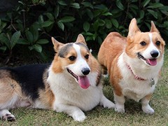 宁波巴哥