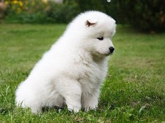 爱宠乐犬舍