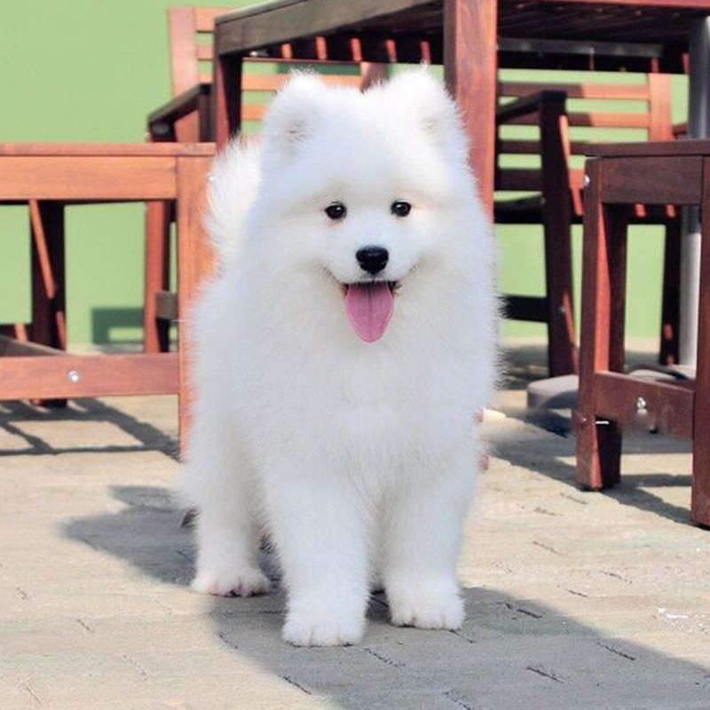 犬舍繁殖基地