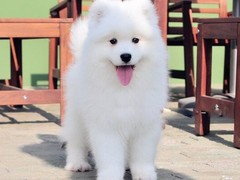 爱宠乐犬舍