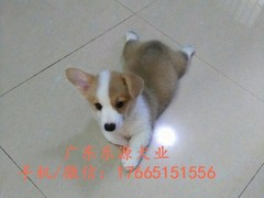广东退伍兵犬舍