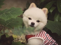 台州波兰德斯布比野犬