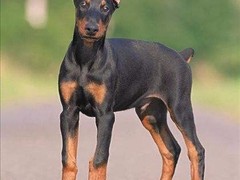 豆豆犬舍