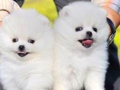 南通迦南犬