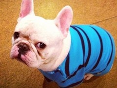 天津西藏猎犬