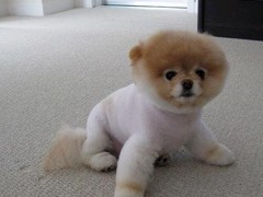 德州罗得西亚脊背犬