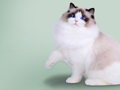 千禧猫舍