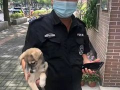 上海青浦区宠物小动物流浪狗流浪猫救助领养收容收养中心站