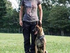 嘉兴澳大利亚牧羊犬