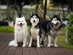 昆明迷你贝吉格里芬凡丁犬