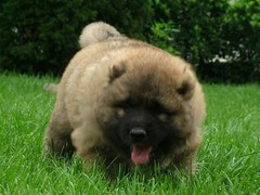台州波兰德斯布比野犬