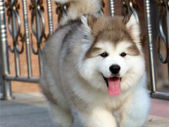 爱宠乐犬舍