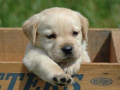 星園犬業(yè)