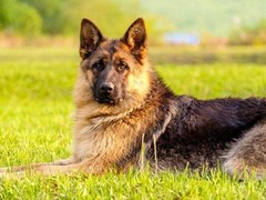 昆明迷你贝吉格里芬凡丁犬