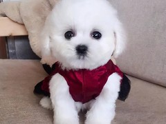 邯郸粗毛柯利犬