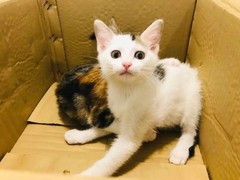 钟灵猫舍