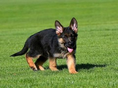 福州比格猎犬