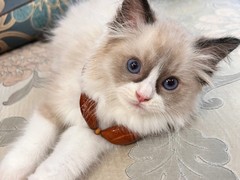 钟灵猫舍