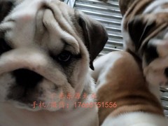 广东退伍兵犬舍