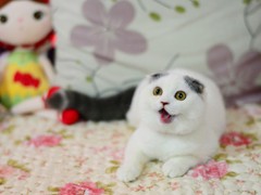 凌菲猫舍