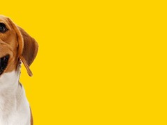 泰州粗毛柯利犬