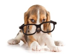 南昌德国宾莎犬