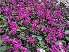 海南尚谷植颜园林景观有限公司