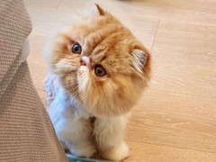 嘉美猫舍