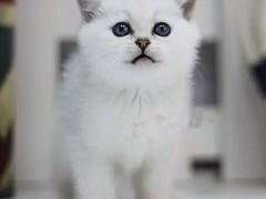 武汉馨馨猫舍