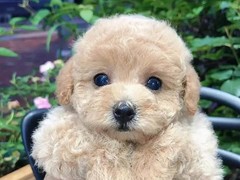 犬舍繁殖基地