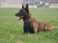宿迁英国玩具犬