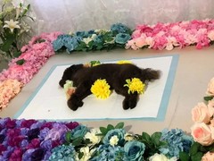 金华永康宠物火化服务中心
