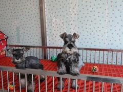 武汉喜喜犬舍