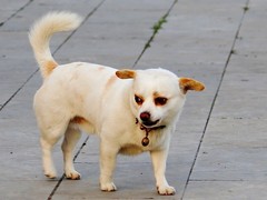 德州美国爱斯基摩犬