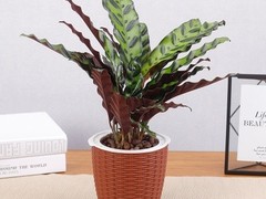 天津绿红园花卉