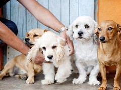 长沙犬舍直销