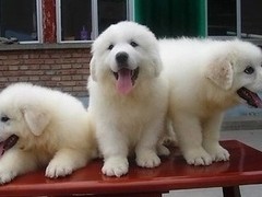 吉祥犬舍