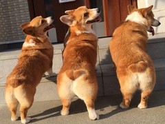 福州比格猎犬