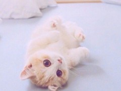 宁波拉邦猫出售